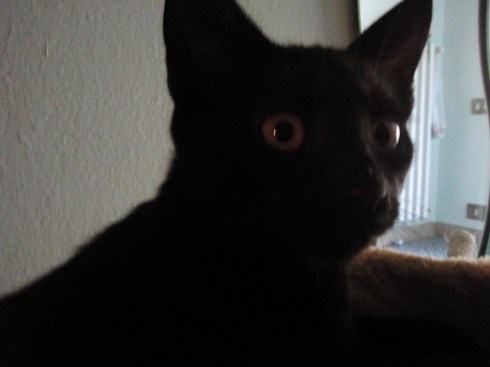 Palmyr The destroyer