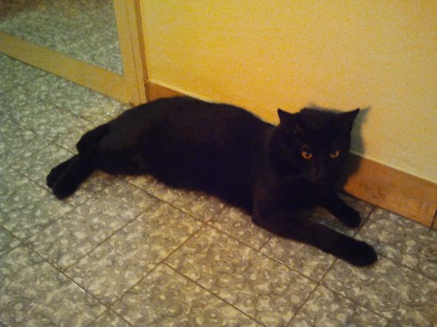 Il gatto Palmiro - foto di TT