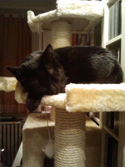 Il Gatto Palmiro: sleeping tight