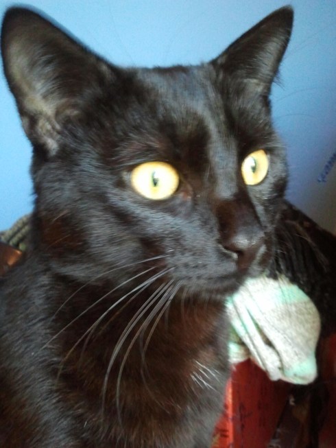 Pàlmir, il pipistrellino nero