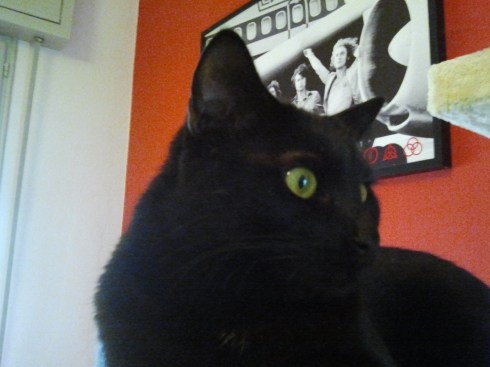 Il gatto Palmiro: heads up.