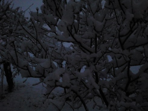 Shake my tree - foto di TT