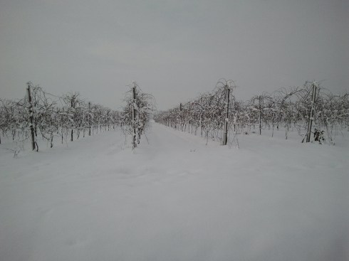 le vigne che sonnecchiano lungo la stradina lunga e tortuosa del posto in riva al mondo - foto di TT