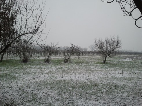 prima neve alla Domus Saurea - foto di TT