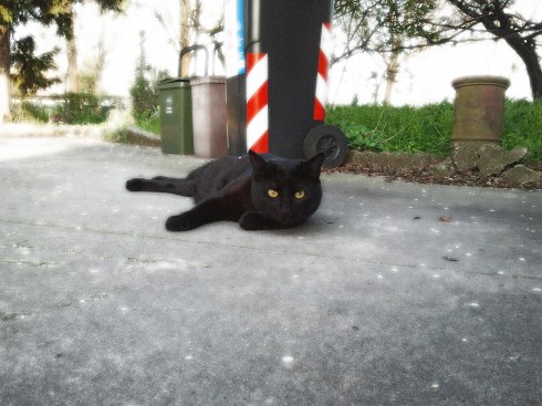 Palmiro - foto di TT