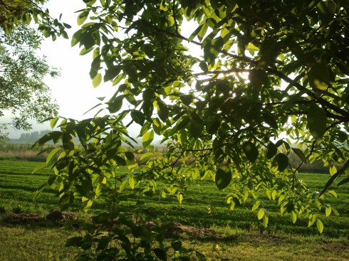 Thru' the trees of the Domus Saurea - foto di TT