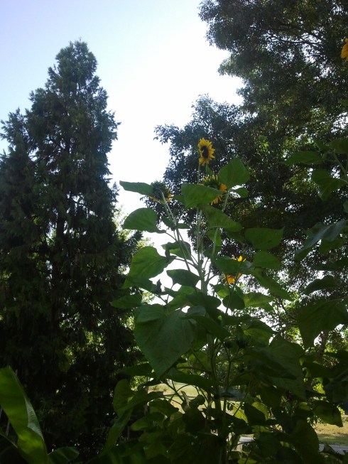 I girasoli giganti dell'orto della groupie - foto di TT