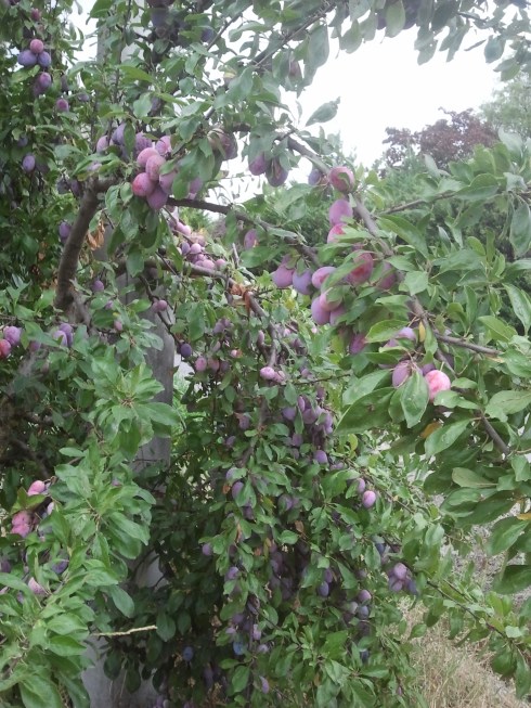 I prugni della domus saurea - foto di TT