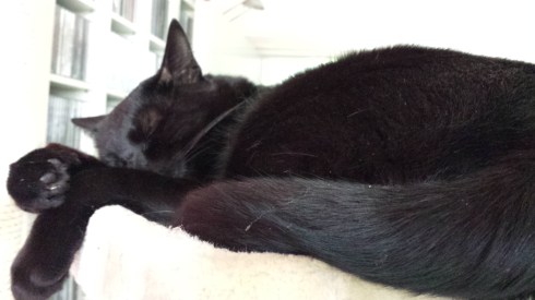 Palmiro - foto di LST