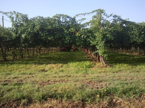 Borgo Massenzio - vendemmia 2013