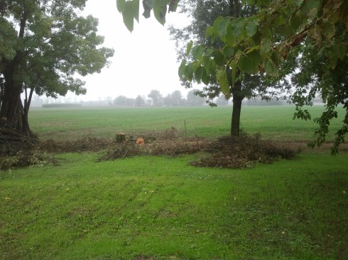 Domus Saurea, l'opera dei boscaioli.