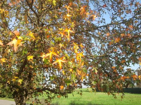 Domus Aurea Flora Aurea - foto di TT