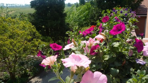 Gerani e surfinie on domus saurea's open balcony (foto di TT)