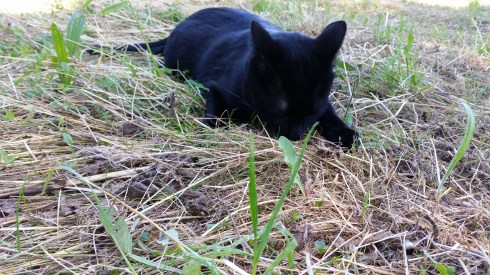 Palmiro on the hunt (foto di Tyrrell)