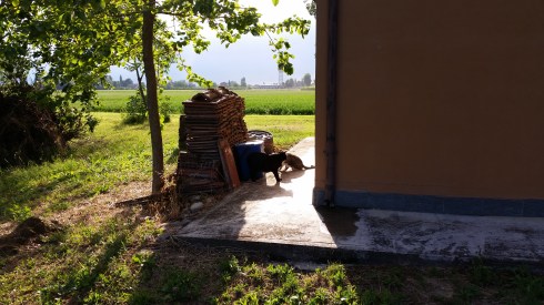 Palmiro a muso duro verso Maciste (foto di TT)