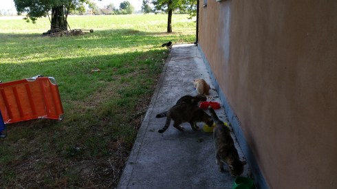 Palmiro tiene a distanza Maciste mentre gli altri gatti mangiano (foto di TT)