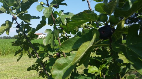 La terra dei fichi - Domus Saurea luglio 2014(foto di TT)