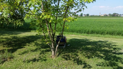 groupie under a maple tree reading a book (photo Tim Tirelli)