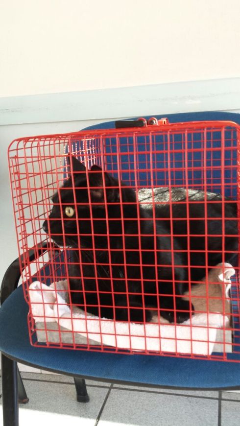 Il gatto Palmiro dal veterinario - foto della Terry