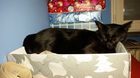 Palmiro nella scatola dei foulard - foto di TT