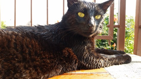 Palmiroi:I don't like the morning dew - foto TT