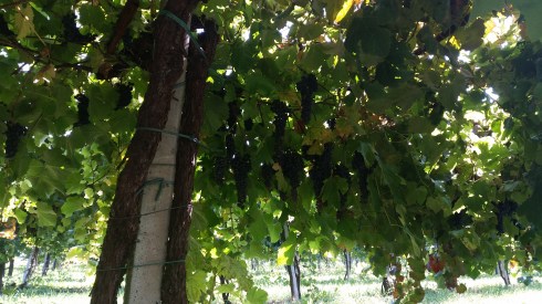 L'uva è pronta nella Regium countryside - foto TT