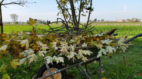 sfrondarelli alla Domus Saurea (foto TT)