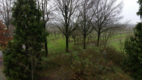 Misty windows  foto TT