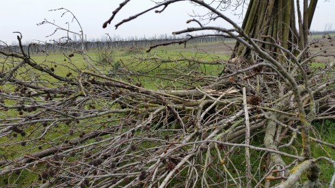 I danni della nevicata alla Domus Saurea (foto di TT)