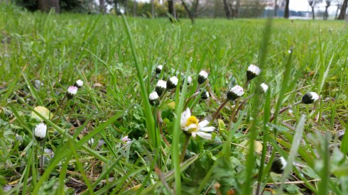 Timide margherite nel posto in riva al mondo (foto di TT)