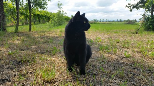 Palmir (foto Tyrrell)