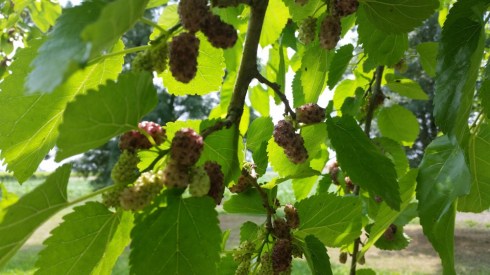 Gelsi - Domus Saurea (foto Palmiro T)