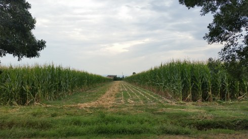 Malghetty highway - Foto TT