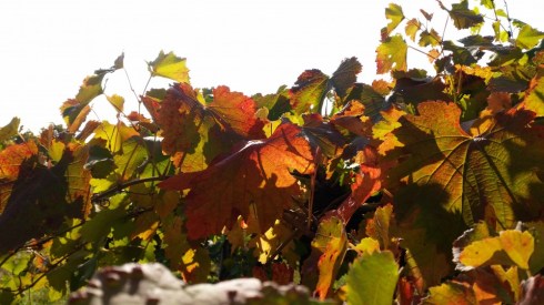 October at Domus Saurea - Photo TT