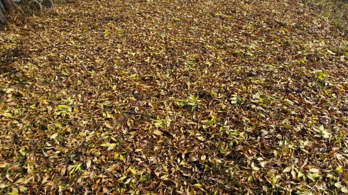 October at Domus Saurea - Photo TT