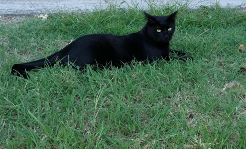 Palmiro - Domus Saurea 2015 - photo Tyrrell