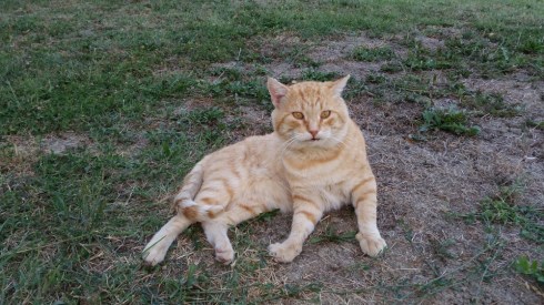 Patio - Domus Saura 2015 -photo Tyrrell 