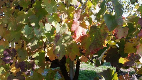 Domus Saurea nov 2015 - photo Tyrrell