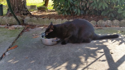 Palmiro - Domus Saurea ott 2015 - photo Tyrrell