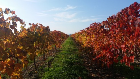 Nei dintorni della Domus Saurea - nov 2015 - photo TT