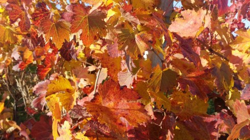 Nei dintorni della Domus Saurea - nov 2015 - photo TT