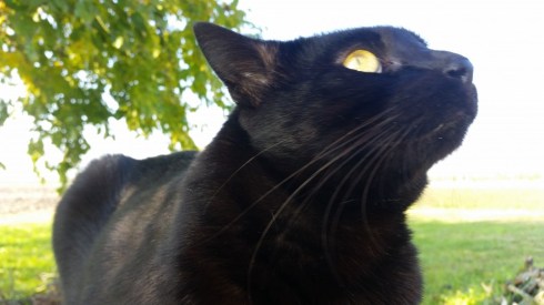 Il gatto Palmiro - Domus Saurea - nov 2015 - photo TT