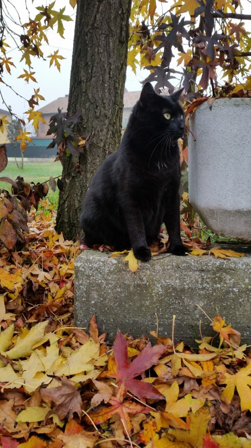 Il gatto Palmiro - Domus Saurea - nov 2015 - photo TT