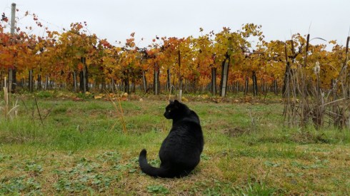 Il gatto Palmiro - Domus Saurea - nov 2015 - photo TT