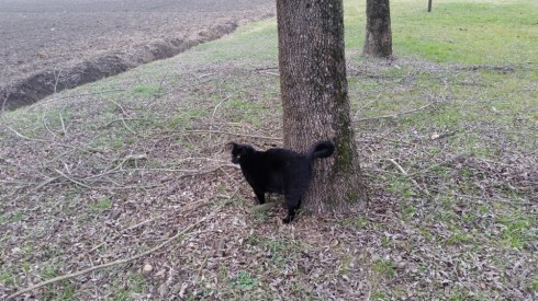 Palmiro - Domus Saurea - dicembre 2015 - foto TT