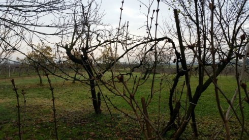 Domus Saurea dicembre 2015 - foto TT