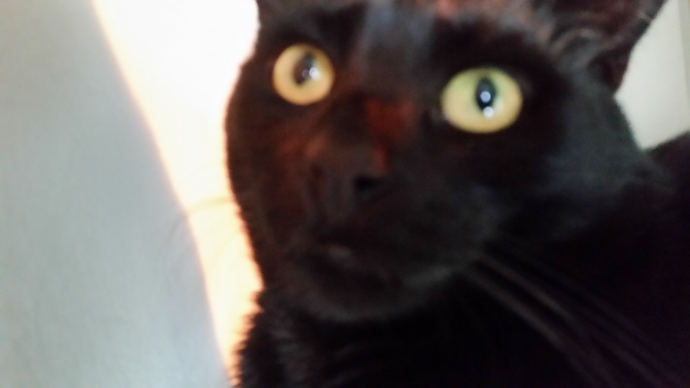 Domus Saurea late december 2015 