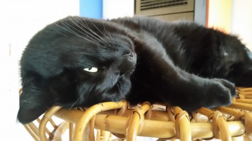 Domus Saurea late december 2015 