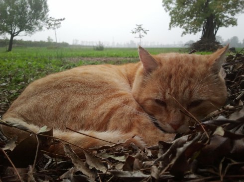 Il gatto Pato - foto TT