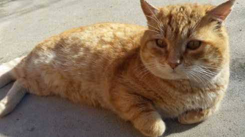 Il gatto Pato - foto TT